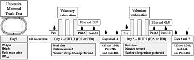 Physiological and Performance Impacts After Field Supramaximal High-Intensity Interval Training With Different Work-Recovery Duration